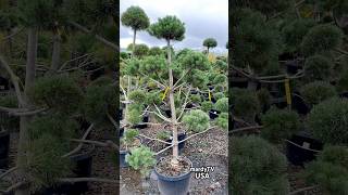 Topiary Scotch Pine  Best Topiary Trees And Shrubs [upl. by Willie]