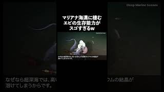 マリアナ海溝に棲むエビの生存能力がスゴすぎるw 深海 マリアナ海溝 生態解説 [upl. by Allimrac572]