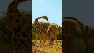 Male giraffes fighting 🦒🦒🦒 [upl. by Frame]