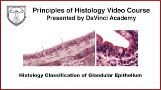 Histology Classification of Glandular Epithelium Epithelium 6 of 7 [upl. by Rosane964]