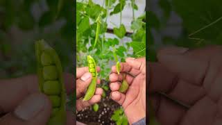 Sugar Snap Peas 🫛 Harvesting Tips for Beginners  Growing in Greenhouse  gardening peas garden [upl. by Sedberry49]