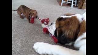 St Bernard vs Miniature Dachshund XVI  The Tug of War [upl. by Rene]