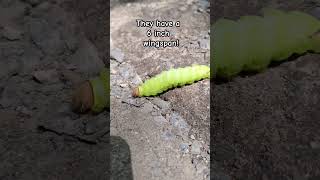 Saw this Antheraea polyphemus caterpillar crossing the road in front of us Didnt look real [upl. by Ahseiyt104]