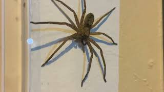 Brown Huntsman Spider Heteropoda jugulans 20221019 [upl. by Ramses688]