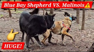 Malinois VS Blue Bay Shepherd [upl. by Aztiley403]