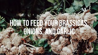 How to Feed Your Brassicas Onions and Garlic [upl. by Lotz]