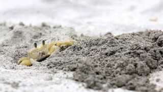 Atlantic Ghost Crab in Sint Maarten [upl. by Hannavas]