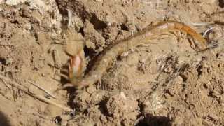 Scolopendra cingulata also known as Megarian banded centipede  Cyprus [upl. by Fanni]