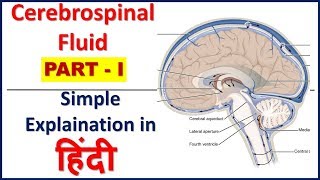 Cerebrospinal fluid Composition function production amp circulationPART Iin HindiBhushan Science [upl. by Wilden947]