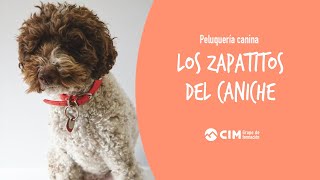 Cómo hacer los zapatitos del caniche  CIM Formación [upl. by Michelle]