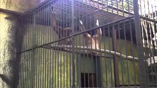 Gibbons singing at the Utica NY Zoo 2011 [upl. by Elburr]