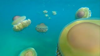 Halkidiki Greece Hotel Kaliali amp jellyfish relax [upl. by Arlana320]