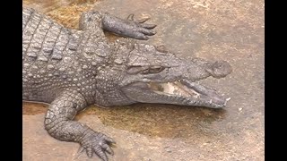 Robert Rossi  quotCrocodile Farmquot Puerto Princesa  Philippines [upl. by Alvarez385]