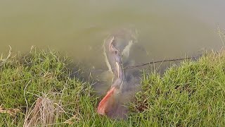 Chalong Fishing Park Phuket Redtails [upl. by Aiseneg]