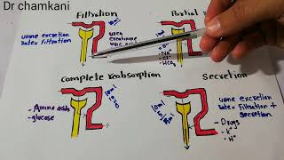 Kidney system 55  Tubular filtration and Reabsorption of different substances  Urine formation [upl. by Latashia]