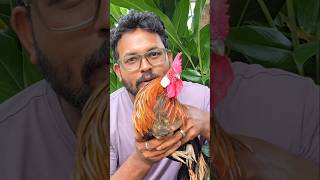 Onagadori അഴക് ❤️ farmlife birds garden ducksfarm ducklife vegetables pigeon garden [upl. by Jaquith]