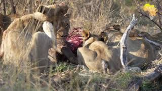 Lion cubs realising only the strongest will survive [upl. by Aurelius]