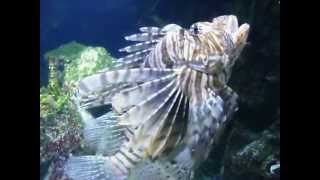 Aquarium La Rochelle  Rascasse volante  Red lionfish [upl. by Sillyrama]