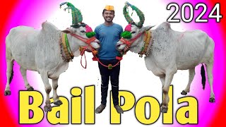 Bail Pola San 2024 amp 100 STAR [upl. by Llerryt]