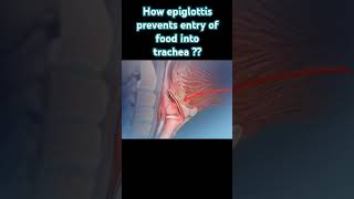 How epiglottis prevents entry of food into trachea [upl. by Anirol]