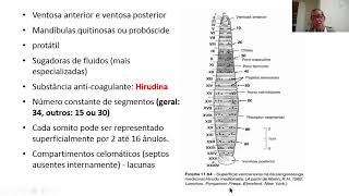 8 AULA  2 Filo Annelida Clitellata Oligochaeta e Hirudinea morfologia fisiologia reprodução [upl. by Nevart]