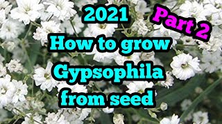 2021 How to grow Gypsophila from seed with guaranteed results every time part 2 [upl. by Euqinimod]