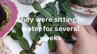 Christmas Cactus Plant Care  How to Propagate Zygocactus from Cuttings in Water [upl. by Aineles]