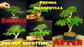 Pruning and repotting Premna Microphylla bonsai Making a Premna Microphylla Bonsai Mame or Mini [upl. by Kiona]