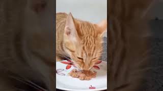 Cat eating asmr 😋 [upl. by Kristian273]