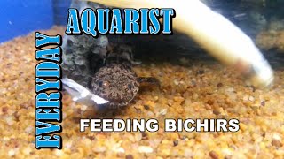 Feeding Bichir Fish [upl. by Marja]