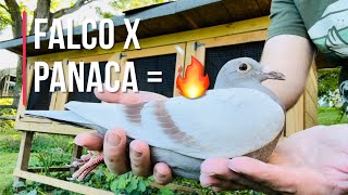 Falco x Panaca SPECIAL bred racing pigeons [upl. by Ardnael]