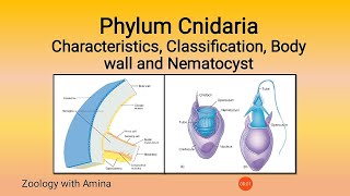 Phylum Cnidaria Coelentrata  Characteristics Classification Cnidocytes Nematocyst of Cnidarians [upl. by Anuaf]