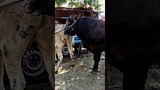 Understanding Cow Mating  cow pea  cattlefarm cow animals [upl. by Eserahc]