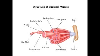 Connective tissue covering or organisation of the skeletal muscle [upl. by Hsinam]