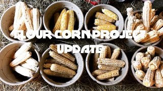 FLOUR CORN PROJECT UPDATE [upl. by Evaleen]