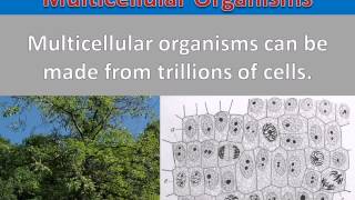 Comparing Kingdoms  Unicellular vs Multicellular [upl. by Besse921]