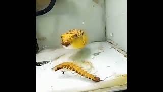 Fish VS Scorpion and worm thing [upl. by Aihk]