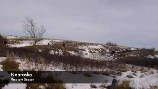 Nebraska Pheasant Hunting with Jake [upl. by Lahsram]