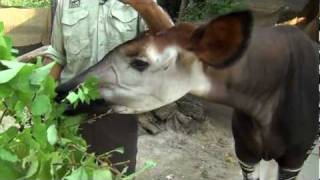 Zoo View Okapi  Cincinnati Zoo [upl. by Atnuahsal]