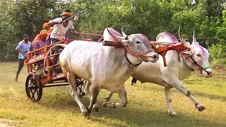 Racing bulls of Sanjay Chougule Muthugao [upl. by Eresed]