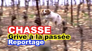 CHASSE  Chasse de la grive à la passée [upl. by Nanji]