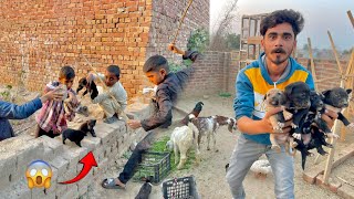 Dog Babies Ko Bacho Ne Bohut Maara 🐍 Hum Ne Dog Babies Rescue Kar Leay😍 [upl. by Aneres]