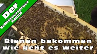 Bienen bekommen wie geht es weiter [upl. by Nnayecats]