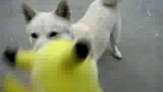 pikachu attacking my dog [upl. by Macmullin961]