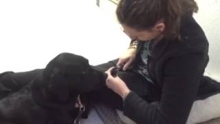 Dog getting a manicure in our veterinary hospital [upl. by Nayrda530]