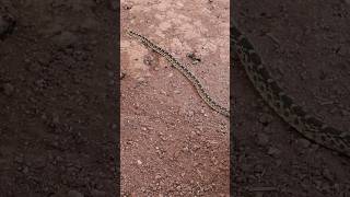 Huge Bullsnake😳 snake bullsnake funny viral audio [upl. by Rabi]