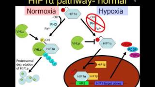 Biology of Renal Cell Cancer [upl. by Rotberg]