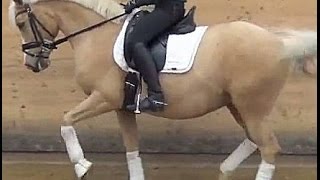 SOLD wwwsporthorsesonlinecom 2004 German riding pony top FEI dressage pony [upl. by Cordle]