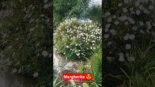 Meravigliose margherite 🌼😍 [upl. by Xonk542]