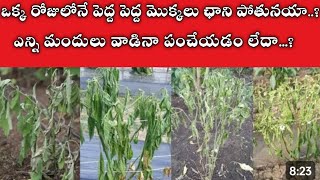 wilt problem in mirchi crop మిరపపంటలోమొక్కలుచనిపోతునవి విల్ట్ప్రాబ్లం గ్రోత్ మిరపపంట [upl. by Renard]